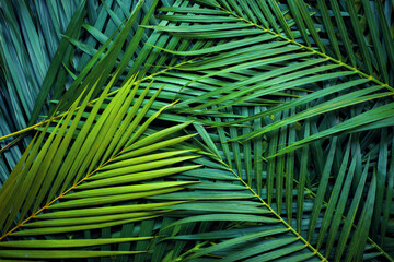 Lush green palm fronds