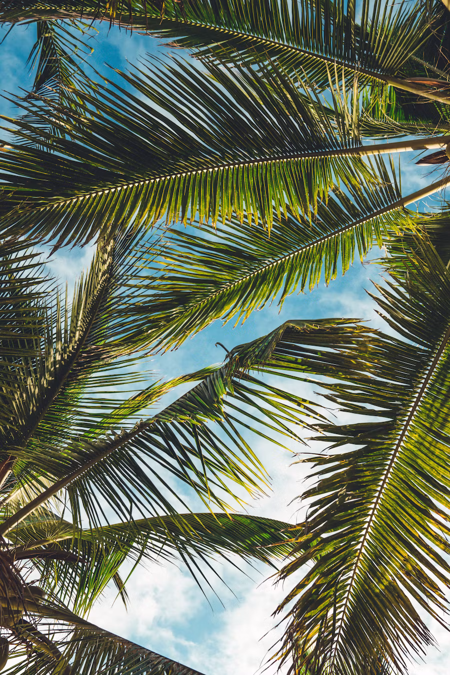 Palm trees and desert oasis inspiration